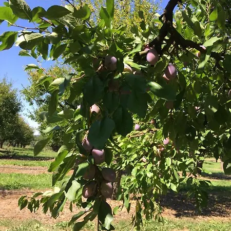 Domaine Des Pruniers Hostel