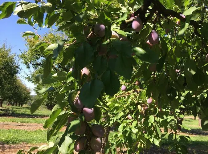 Domaine Des Pruniers 호스텔